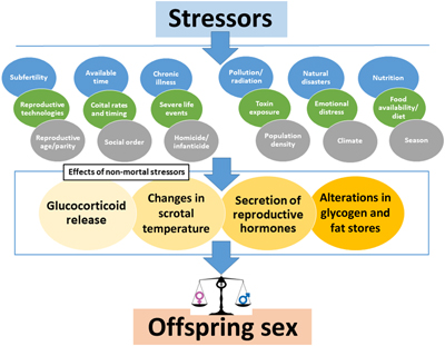Diagram summarising potential stressors that may affect the sex of mammalian offspring.