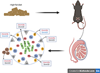 A diagram showing the effect of high-fat diet on spermatogenesis in mice.