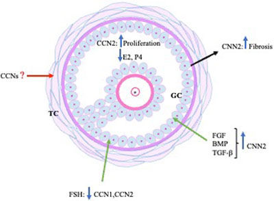 Diagram depicting known and potential roles of CCN proteins in ovarian function.