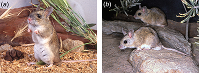Two photographs of plains mice, Pseudomys australis.