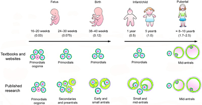 Diagram showing how early follicle development is often portrayed in textbooks, as compared to in published research.