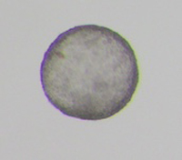 Image of camel expanded blastocyst after cooling for 48 h at 4°C