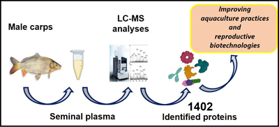 A pathway used to characterize the proteome of carp seminal plasma in the study.