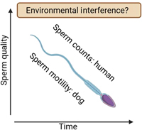 Declining human and dog sperm quality over time may be linked with environmental interference.