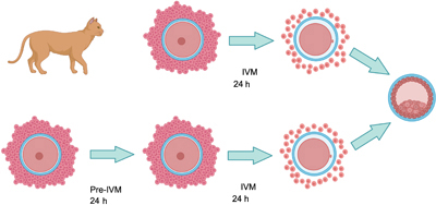 Diagram showing development of a feline oocyte in standard IVM media (top line) and pre-IVM conditions (bottom line).