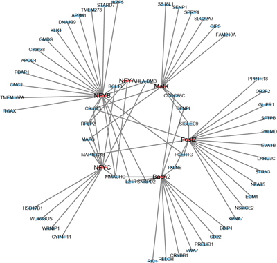 Diagram showing the transcription factor-mediated gene regulatory networks in human germinal vesicle oocytes.