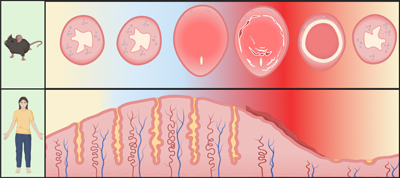 Schematic of endometrium changes during menstruation. Mouse endometrium (top), human endometrium (bottom).