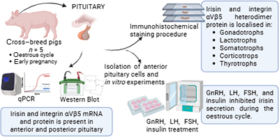 Dynamics of irisin expression and hormonal control in porcine pituitary across the oestrous cycle and early pregnancy.