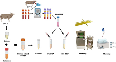 Dilution of semen with PRP obtained from rams at different concentrations, freezing, thawing and analysis.