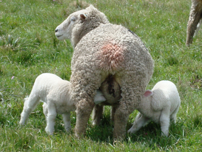 A photograph of an ewe with her lambs.