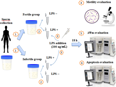 A diagram showing experimental design of sperm parameter evaluation.