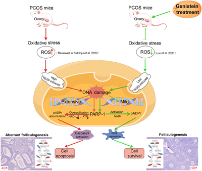Schematic model illustrating the dual mechanisms by which genistein ameliorates ovarian dysfunction in PCOS mice.