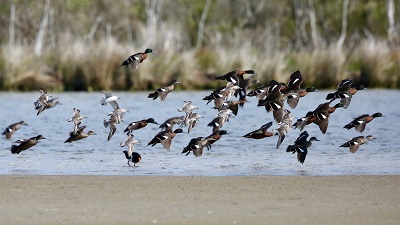 Waterbirds in flight over Gippsland Lakes.