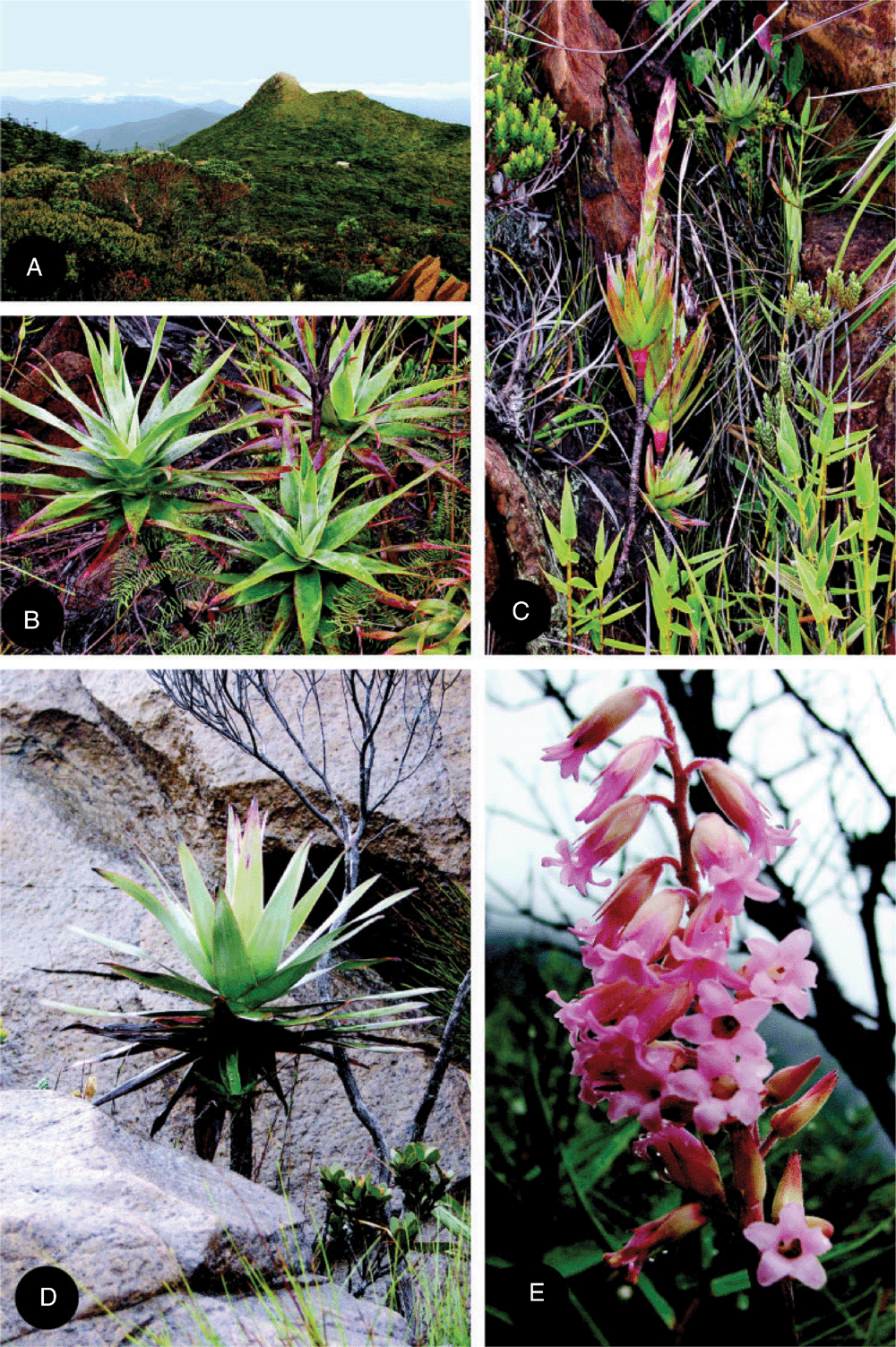 Csiro Publishing Australian Systematic Botany