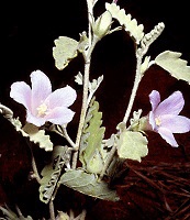 The velvet-leaf hibiscus, Hibiscus krichauffianus.