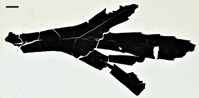 Graphical Abstract Image