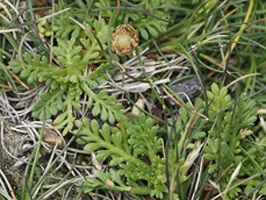 Photograph of Australian alpine daisy, now transferred to the genus Leptinella.