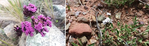 Stevia chamaedrys in Salta, Argentina (4300 m ASL) (left); Stevia mandonii in Jujuy, Argentina (3300 m ASL) (right).