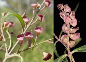 Images of two species of Prostanthera, P. cineolifera (left) and P. dyarubbin (right).
