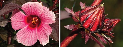 Photographs of the flower and bud of Sabdariffa acetosella (false roselle), a widely cultivated species of Malvaceae.