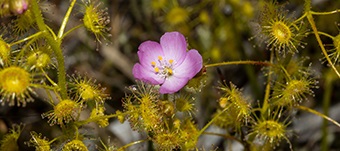 Photograph of Drosera stricticaulis, showing morphological characteristics of the flower and leaves.