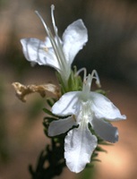 Photograph of Teucrium fililobum (Lamiaceae) showing zygomorphic floral morphology.