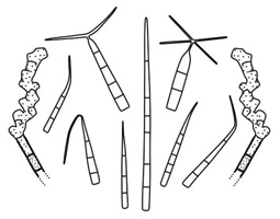 Conidiogenous cells, conidiophores and conidia of anamorphic fungus Subulispora species.
