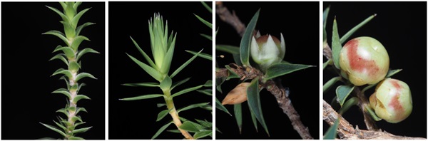 Photographs of selected morphological characters of the young leaves and fruit in Melichrus species.