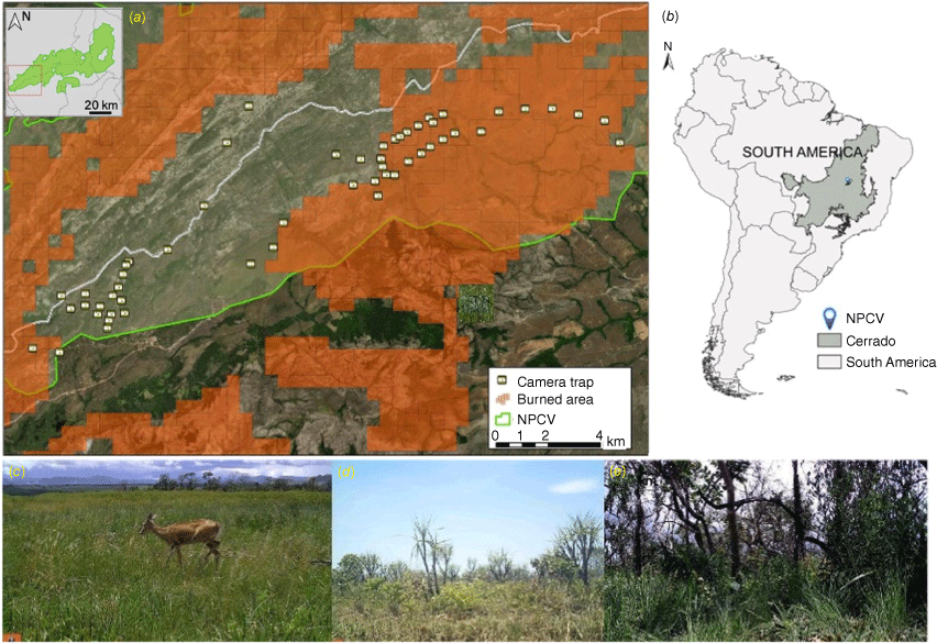 Frontiers  Fire Occurrence Mediates Small-Mammal Seed Removal of Native  Tree Species in a Neotropical Savanna