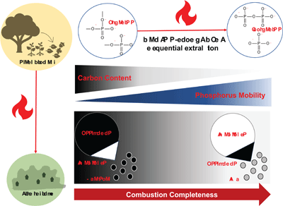 Diagram showing fire condition changes phosphorus chemistry and speciation from plant biomass to fire residue.