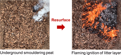 Photos of smoke emerging from smouldering peat and of flames burning surface litter layer after underground peat fire has resurfaced