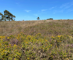 Photograph of a dry heathland with yellow and purple flowers, under a clear blue sky.