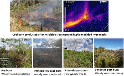 Photographs of a single plot with riparian vegetation taken pre-burn, right post-burn, 3 months and 9 months post-burn.