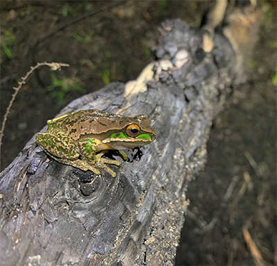 Photo of a tree frog resting on a burned log after the 2019/2020 megafires.
