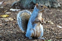 Photograph of an Eastern grey squirrel (Sciurus carolinensis)