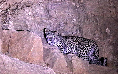 The Persian leopard (Panthera pardus saxicolor) in southwestern Iran.