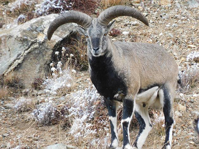 Close-up image of a majestic naur (blue sheep) looking directly at camera, on a dry, rocky slope in Nepal.