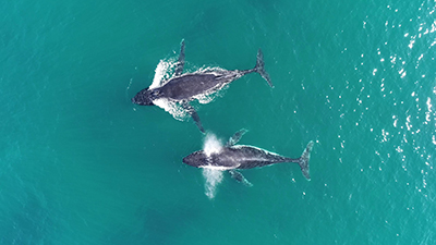 A picture showing two Australian humpback whales surfacing side-by-side.