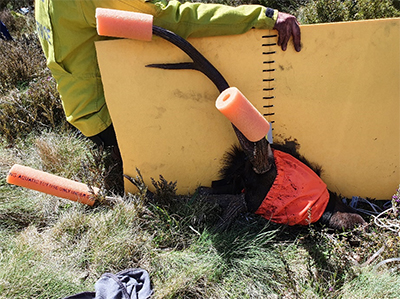 Sambar deer being held on a grassy surface, wearing a blindfold and cut-up pool noodle sections on its antlers for safety. A rectangular foam sheet is positioned vertically over its neck.