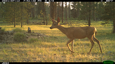 Photograph of a mule deer walking on grass, with a sparse woodland in the background.