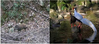 Photographs of a wild boar in scrubland, and a male and female silver pheasant perched on a rock in a stream.