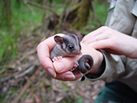 Photograph showing Leadbeater’s possum. A small species of arboreal marsupial endemic to south-eastern Australia.