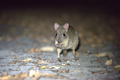 A photograph of a woylie (Bettongia penicillata ogilbyi).