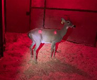 White-tailed deer in a barn stall, under red light, with two laser indicators of estimated probe placement on its flank.