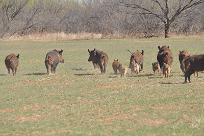 Feral swine running away – 2017.