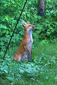 Photo of young red fox (Vulpes vulpes) about to get a quick snack from a bird feeder.