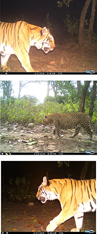 Photographs showing the tiger and leopard in India.