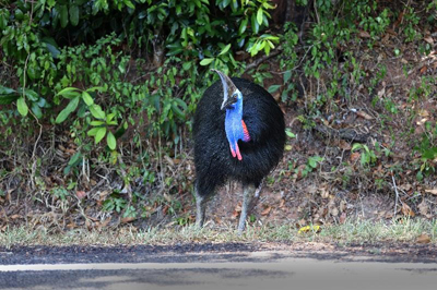 Photograph of a southern cassowary next to a sealed road.