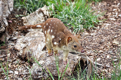 Photograph of a spot-tailed quoll standing on woody debris.