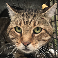 Feral cat in a cage trap.